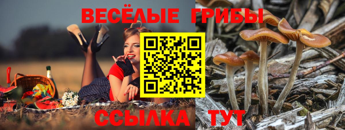 Псилоцибиновые грибы Psilocybe  Вход с VPN  Якутск  купить наркотик  Галлюциногенные грибы Cubensis 